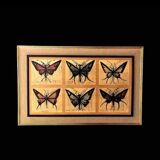 Old painting Butterflies Bernard Buffet 70's