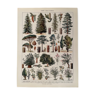 Lithograph on the forest of 1928 (Spruce)