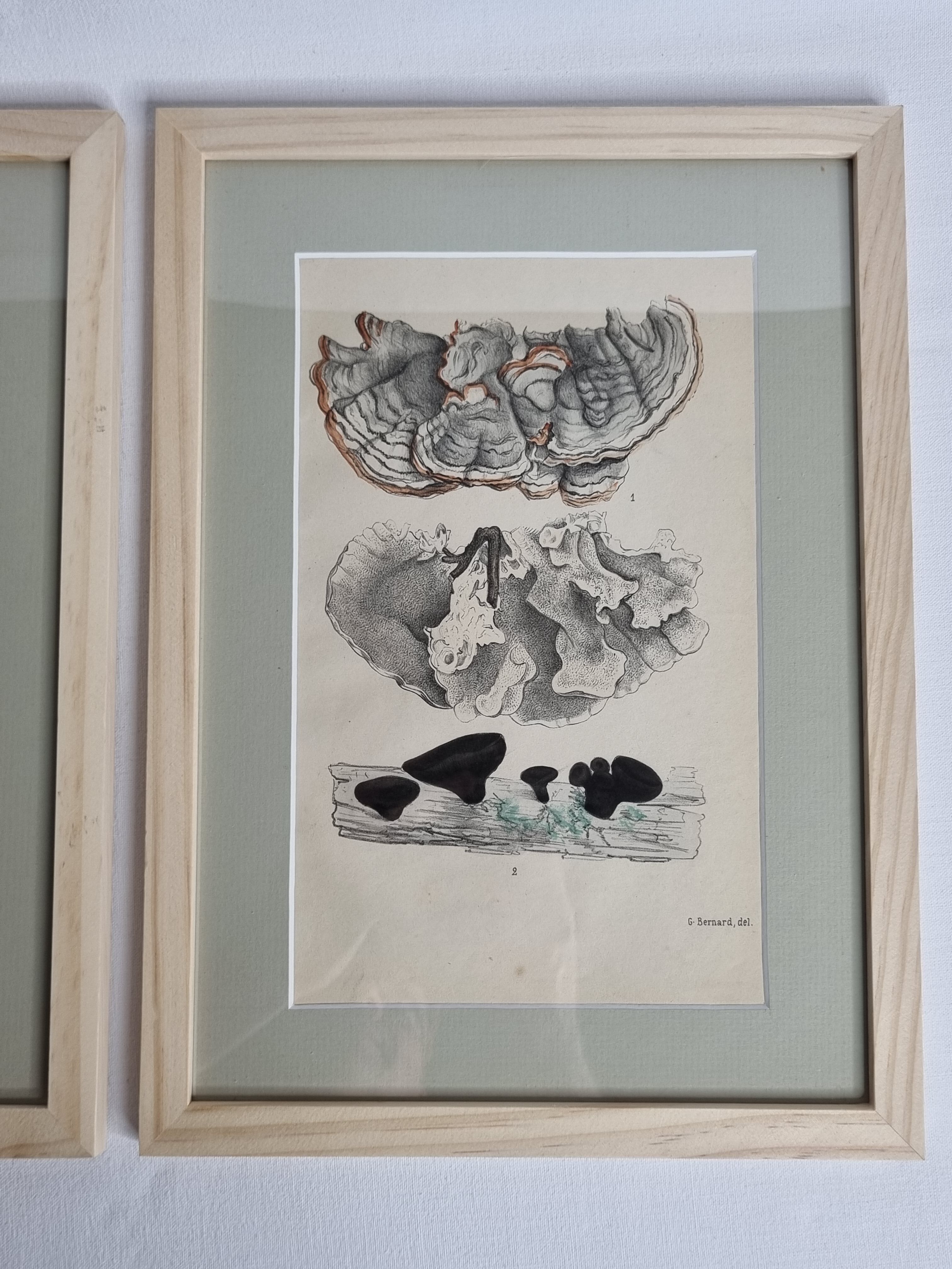 Two old engravings of watercolor mushrooms nineteenth century after G. Bernard