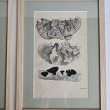 Deux anciennes gravures de champignons aquarellées XIXème siècle d'après G. Bernard