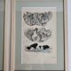 Two old engravings of watercolor mushrooms nineteenth century after G. Bernard