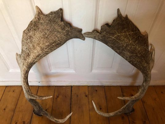 Paire de bois de cerf