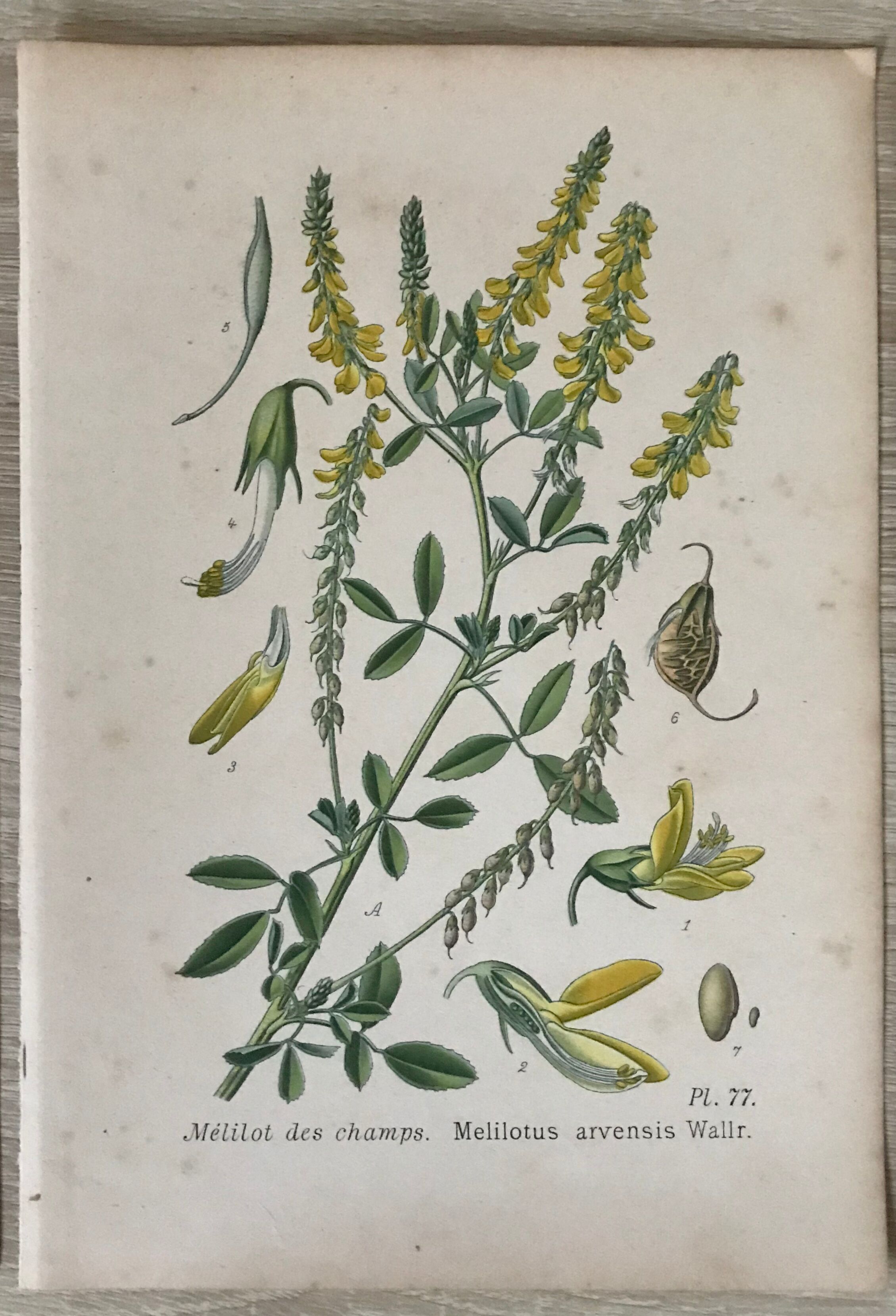 Botanical planks of yellow flowers 1891