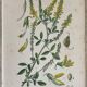 Botanical planks of yellow flowers 1891