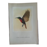 Lithograph bird