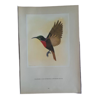 Lithographie oiseau