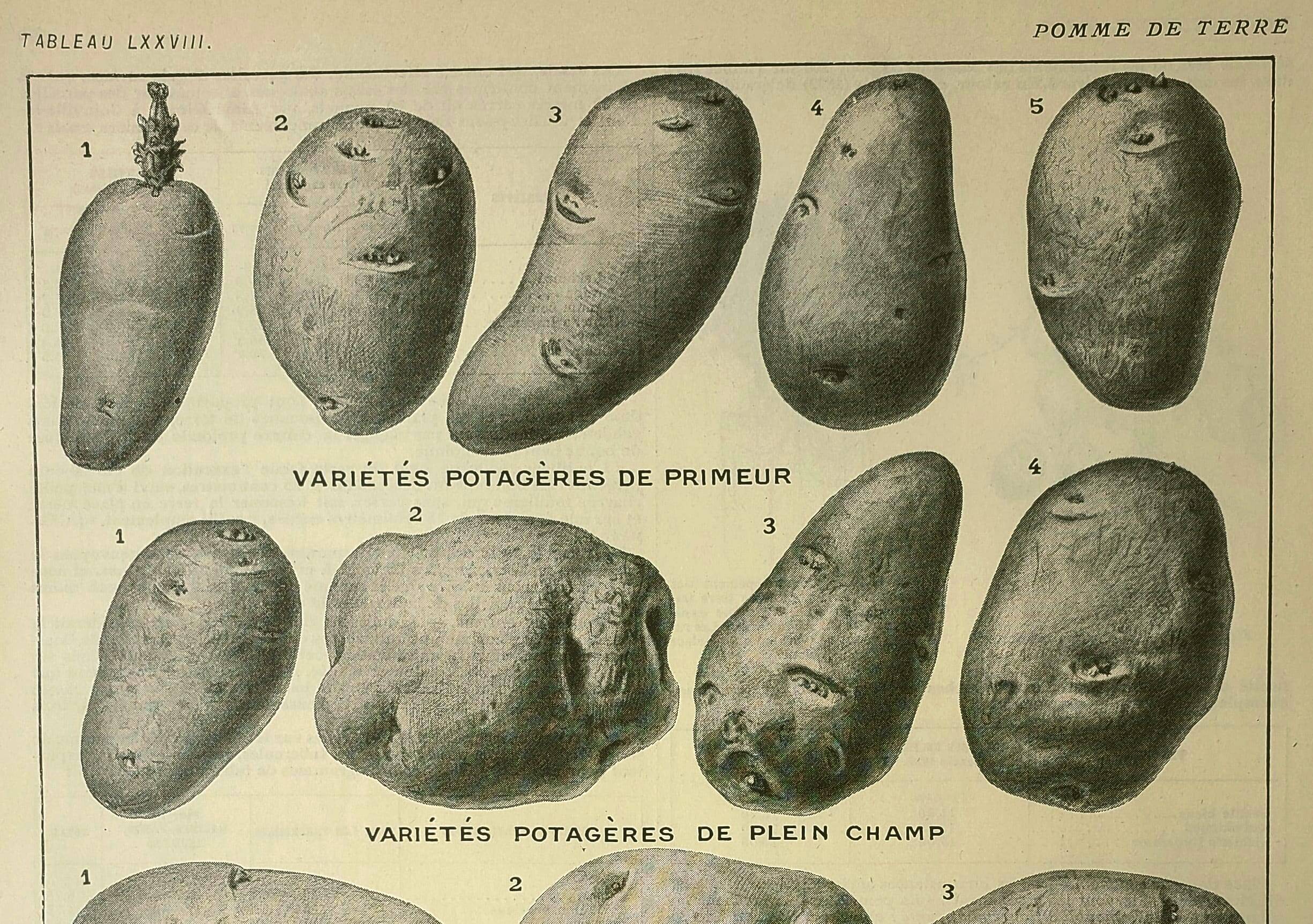 Old engraving 1921 - Potato 1 by Dessertenne - vegetable plate.