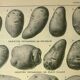 Old engraving 1921 - Potato 1 by Dessertenne - vegetable plate.