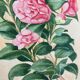 Aquarelle camélias vintage