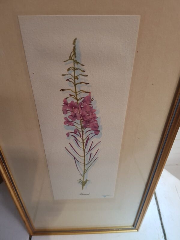 Série 4 Anciennes Planches Botaniques Fleurs GRANDALL + Cadre Bois Doré Vintage