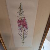 Série 4 Anciennes Planches Botaniques Fleurs GRANDALL + Cadre Bois Doré Vintage