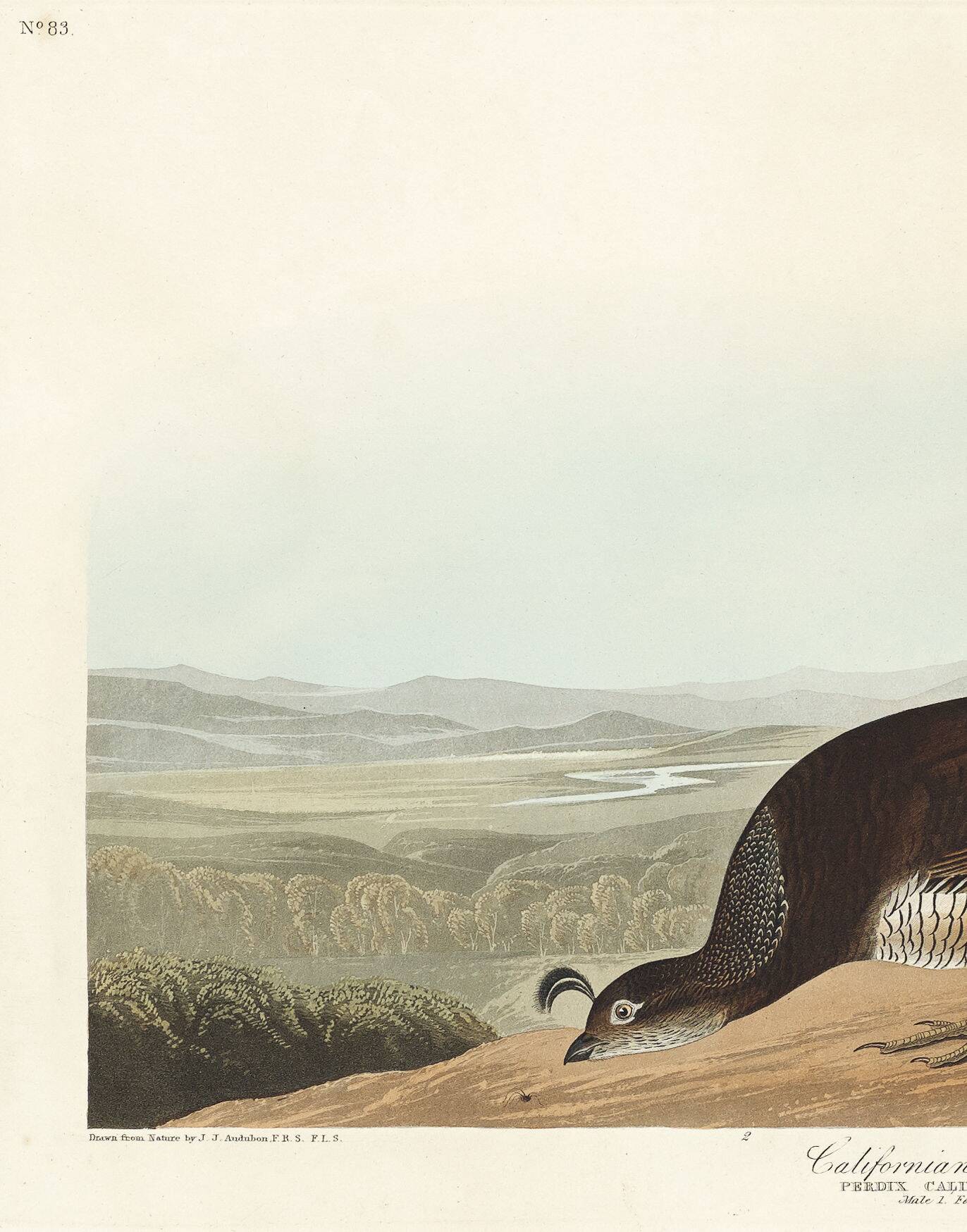 Poster about the California cod, based on an old engraving from 1827.