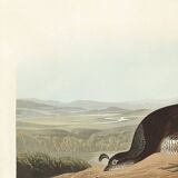 Poster about the California cod, based on an old engraving from 1827.