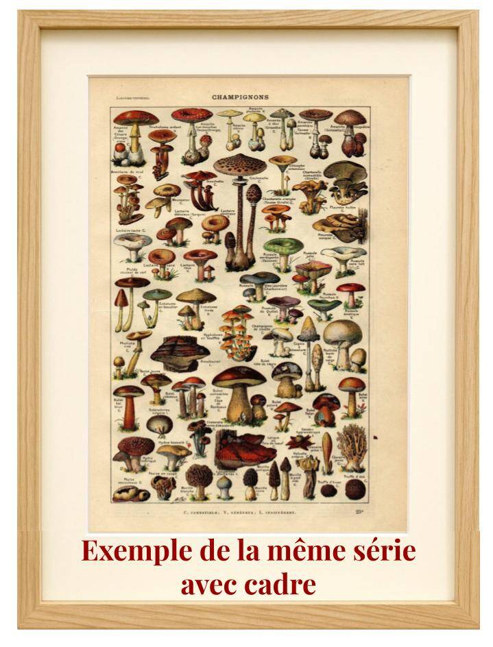 Gravure ancienne 1923 - Oiseaux par A. Millot. Planche flamand