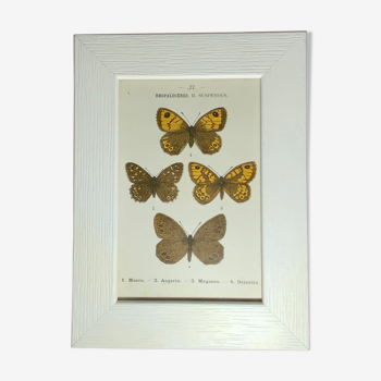 Gravure botanique ancienne papillon encadré 1900 g denise