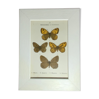 Gravure botanique ancienne papillon encadré 1900 g denise