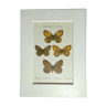 Ancient botanical engraving butterfly framed 1900 G Denise