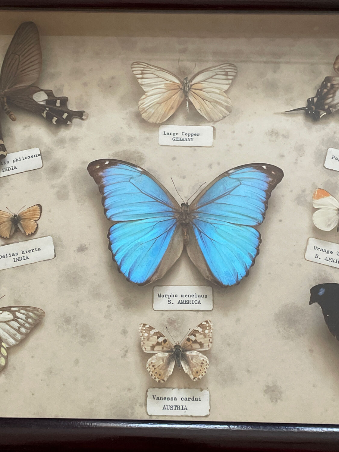 Butterfly framework naturalist entomology