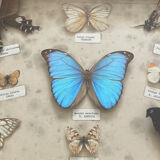 Butterfly framework naturalist entomology