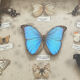 Butterfly framework naturalist entomology