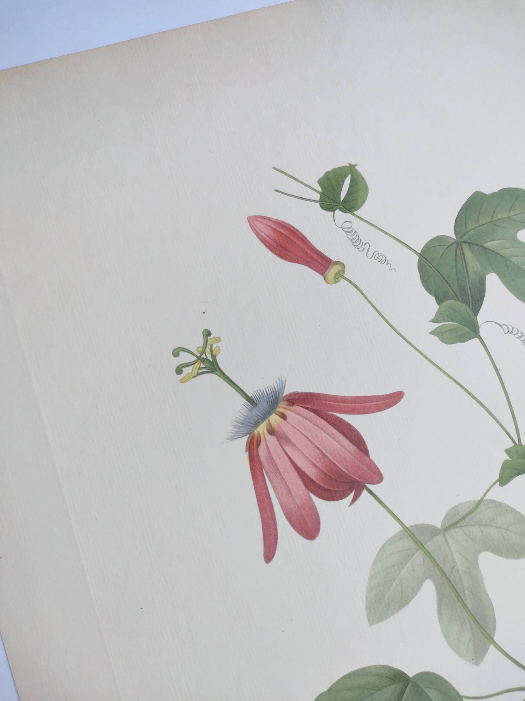 Vintage Botanical Engraving -1955- Passiflora or Grenadilla - by Redouté