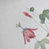 Vintage Botanical Engraving -1955- Passiflora or Grenadilla - by Redouté