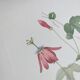 Vintage Botanical Engraving -1955- Passiflora or Grenadilla - by Redouté