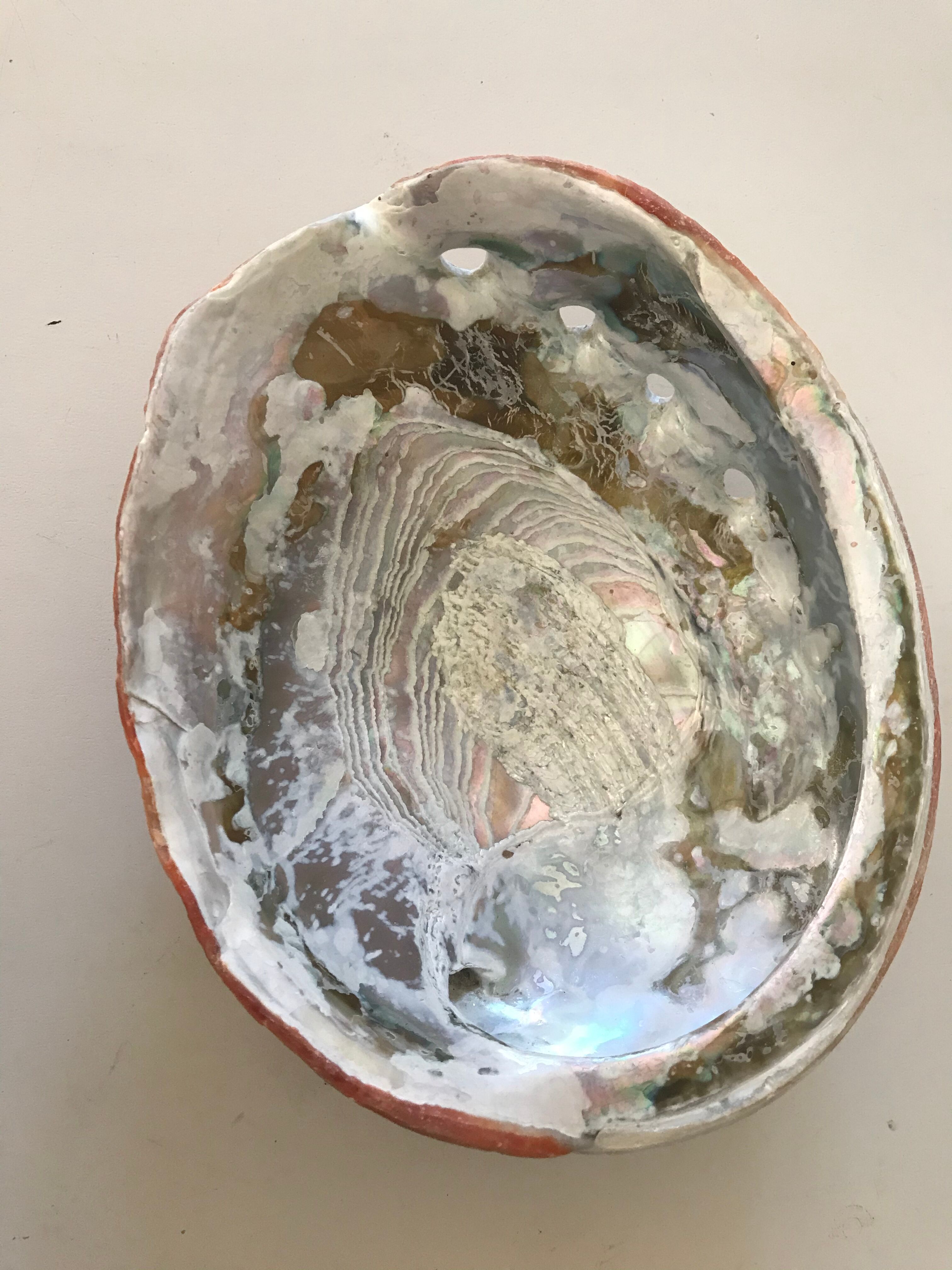Shell trinket bowl in mother-of-pearl