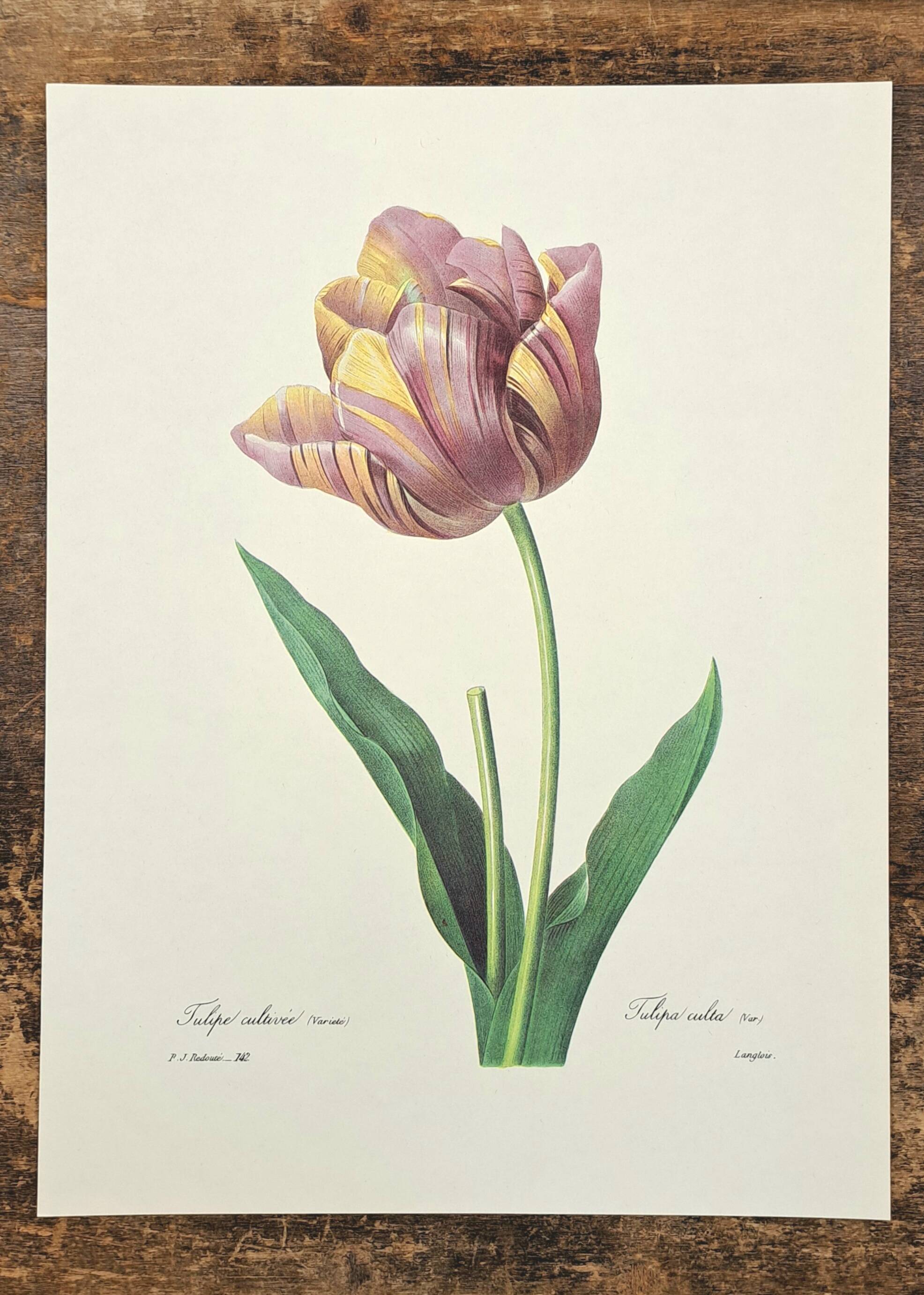 Cultivated tulip
