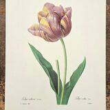 Cultivated tulip