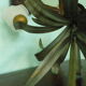 Chandelier of 5 corollas in white granite glass, central decoration with foliage 70s /80s
