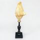 Antique Lambi shell on a black wooden base, 19th century curiosity cabinet.
