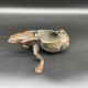 Frog, pulling snail shell, bronze sculpture, empty pocket, jewelry storage, collection