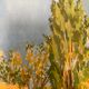 Vintage landscape watercolor