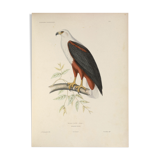 Ancient bird ornithological board