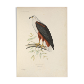 Planche ornithologique ancienne oiseau