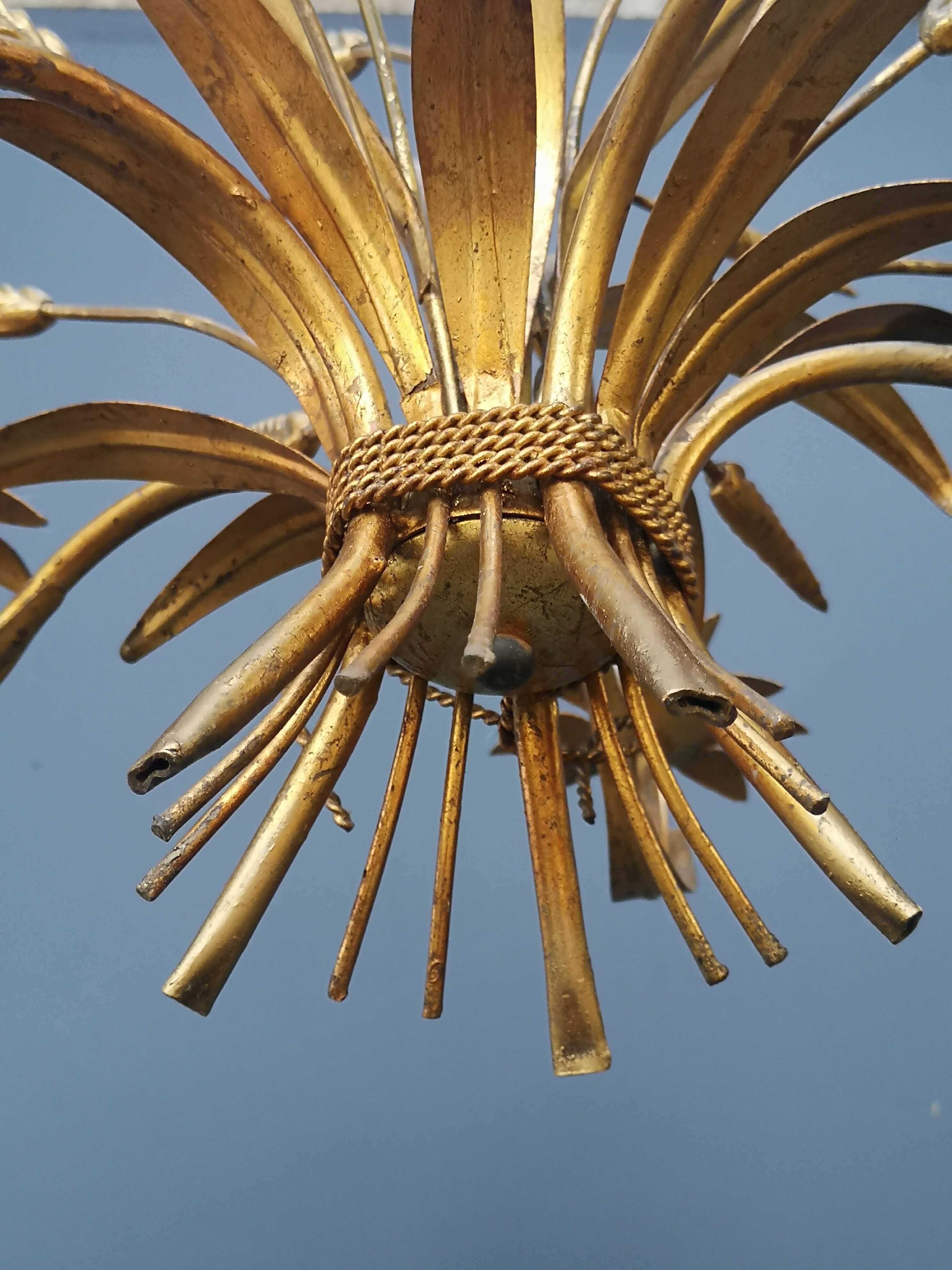 Golden lustre wheat epis