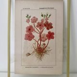 Planche botanique