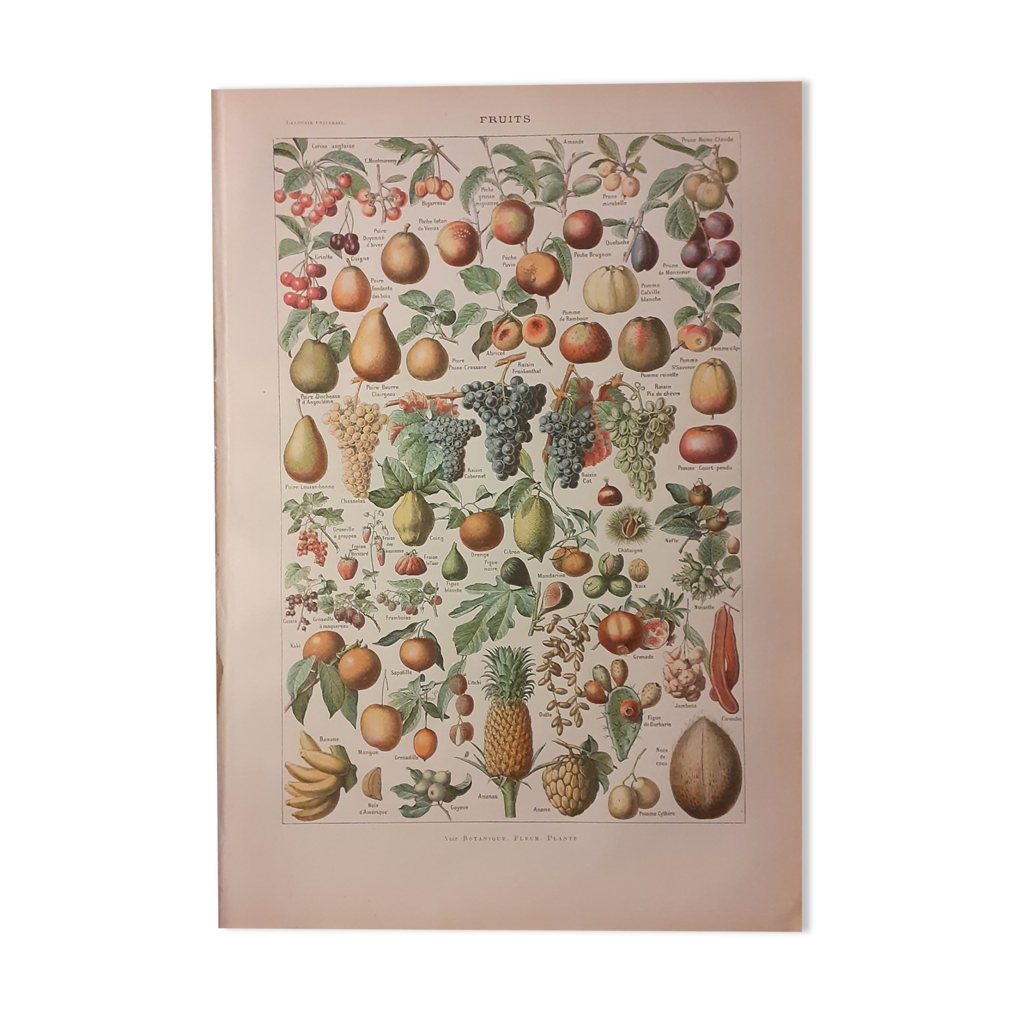 Lithographie sur les fruits de 1928