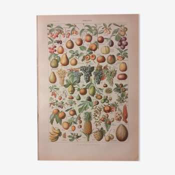 Lithograph on fruits from 1928