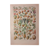 Lithograph on fruits from 1928