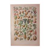 Lithograph on fruits from 1928