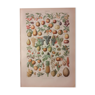 Lithographie sur les fruits de 1928