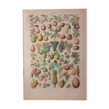Lithograph on fruits from 1928