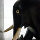 Former pair of ART DECO book greenhouses with ebony elephant motifs