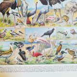 Lithograph on birds of 1928 "ostrich"