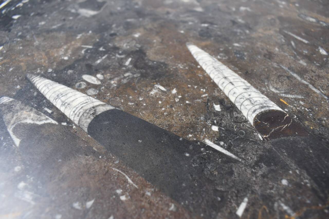 Petite table basse vintage fossilisée, années 1970