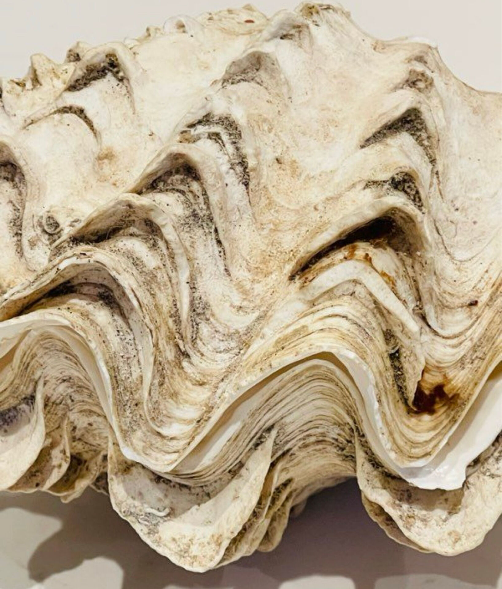 Blessed bivalve shell