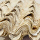 Blessed bivalve shell