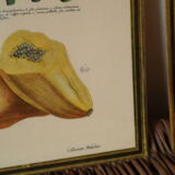 Pair of botanical boards collection metadier